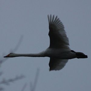 Whooper swan