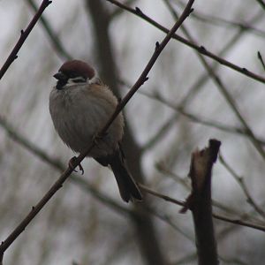 Tree sparrow