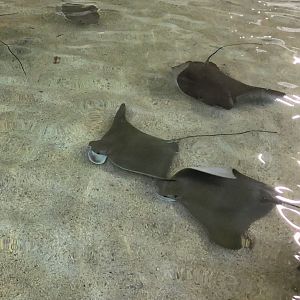 Stingray Cove