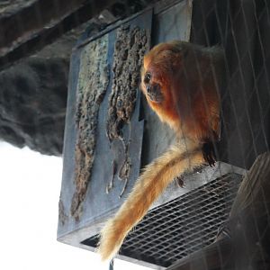 Golden Lion Tamarin