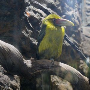 Saffron Toucanet (Pteroglossus bailloni)