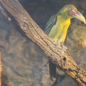 Saffron Toucanet