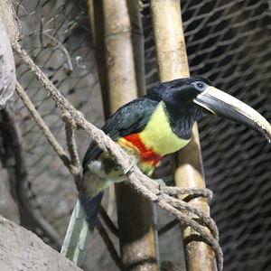Black-Necked Aracari (Pteroglossus aracari)