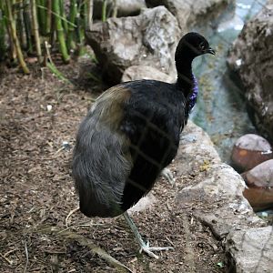 Grey winged trumpeter (Psophia crepitans)