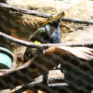Spot-billed Toucanet (Selenidera maculirostris)