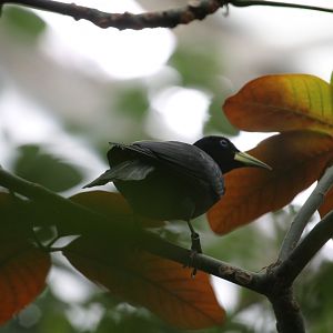 Scarlet-rumped cacique