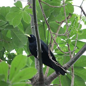 Scarlet-rumped cacique (Cacicus haemorrhous)