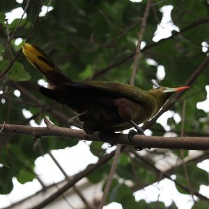 Green Oropendola (Psarocolius viridis)