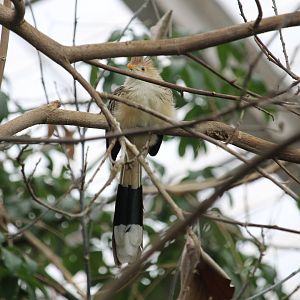 Guira Cuckoo (Guira guira)