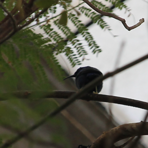 Purple honeycreeper (Cyanerpes caeruleus)