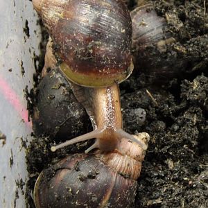 Archachatina glutinosa