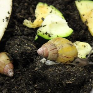 Archachatina zanzibarica