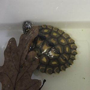 Graptemys flavimaculata