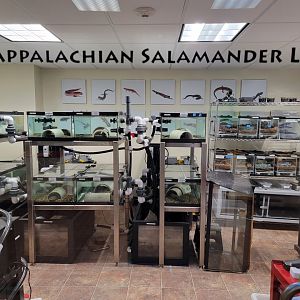 Smithsonian Zoo - Hellbenders