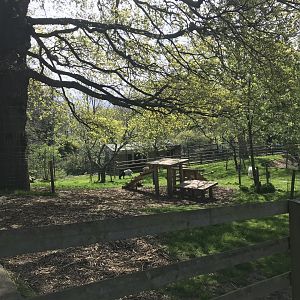 Bagot goat enclosure