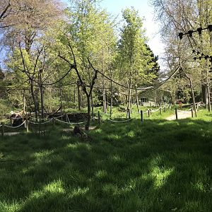 Ring tailed and red bellied lemur enclosure