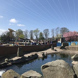 Rockhopper penguin enclosure (2)