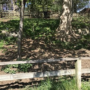 Visayan warty pig enclosure