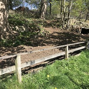 Visayan warty pig enclosure (2)