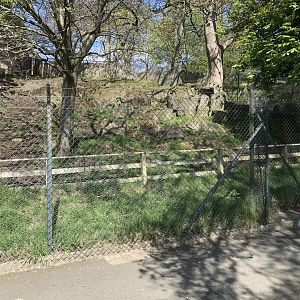 Visayan warty pig enclosure (3)