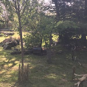 Agouti and pudu enclosure