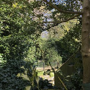 Koala display area/ former lion enclosure