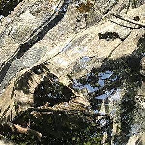 Scottish wildcat male