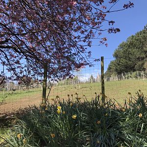 Prezwalski’s wild horse enclosure