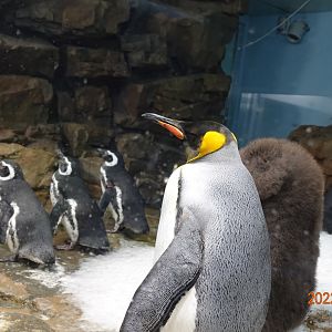 King Penguins (Aptenodytes patagonicus) and Magellanic Penguins (Spheniscus magellanicus) - Xpark