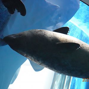 Spotted Seal (Phoca largha)-Xpark