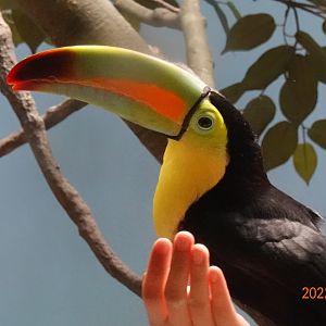 Keel-billed Toucan (Ramphastos sulfuratus)-Xpark