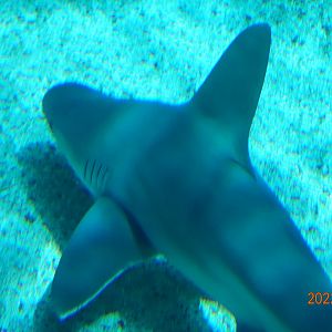 Sandbar Shark (Carcharhinus plumbeus)-Xpark