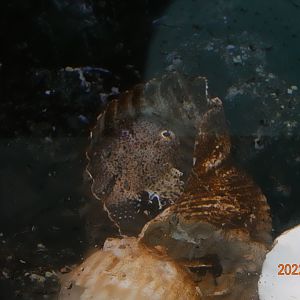 Spotted Lumpsucker (Eumicrotremus pacificus)-Xpark