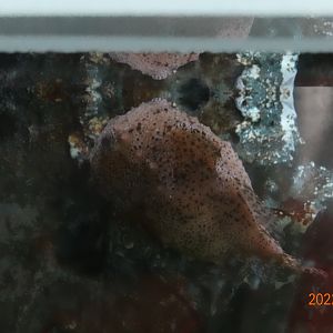 Spotted Lumpsucker (Eumicrotremus pacificus)-Xpark