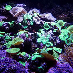Fluorescent Coral