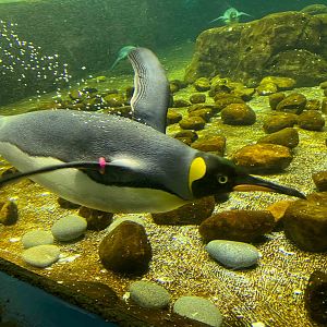 King Penguin