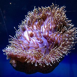 Magnificent Anemone
