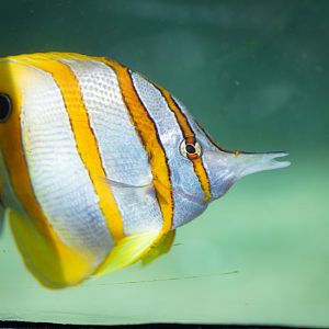 Copperband Butterflyfish