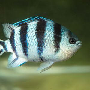 Scissortail Sergeant