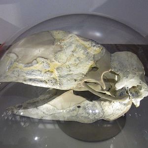 Demon Duck of Doom skull