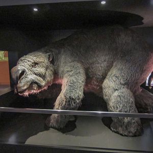 Diprotodon