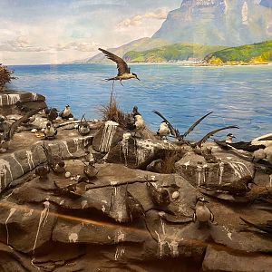 Lord Howe Island rookery display