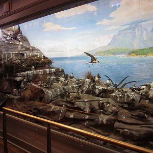 Lord Howe Island rookery display