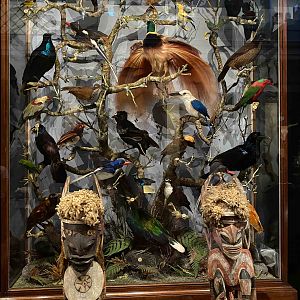 Cabinet of New Guinea Birds
