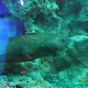 Japanese Codling (Physiculus maximowiczi)-Xpark