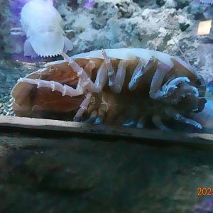 Bathynomus giganteus-Xpark