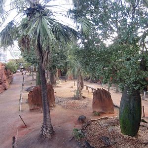 Kangaroo walkthrough