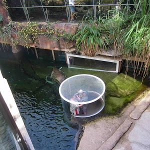 Saltwater crocodile enclosure