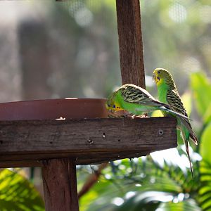 Budgerigars
