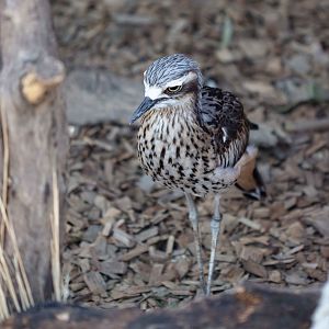 Bush Stone-curlew
